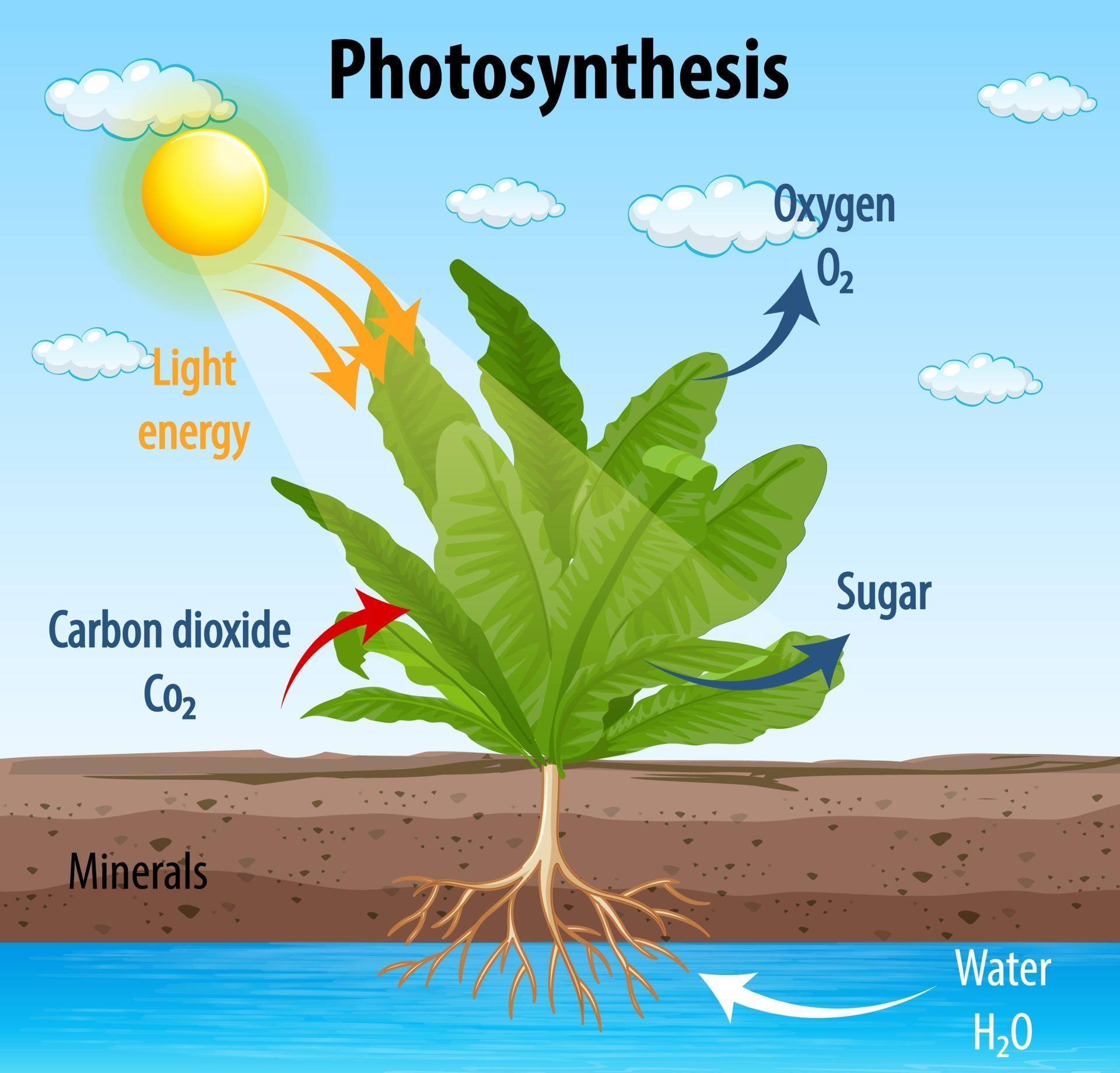 diagram-showing-process-of-photosynthesis-in-plant-free-vector.jpg